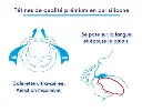 Capture d’écran 2026-03-21 143916.webp