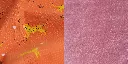 Motifs Léopard - Mouton Rose.webp